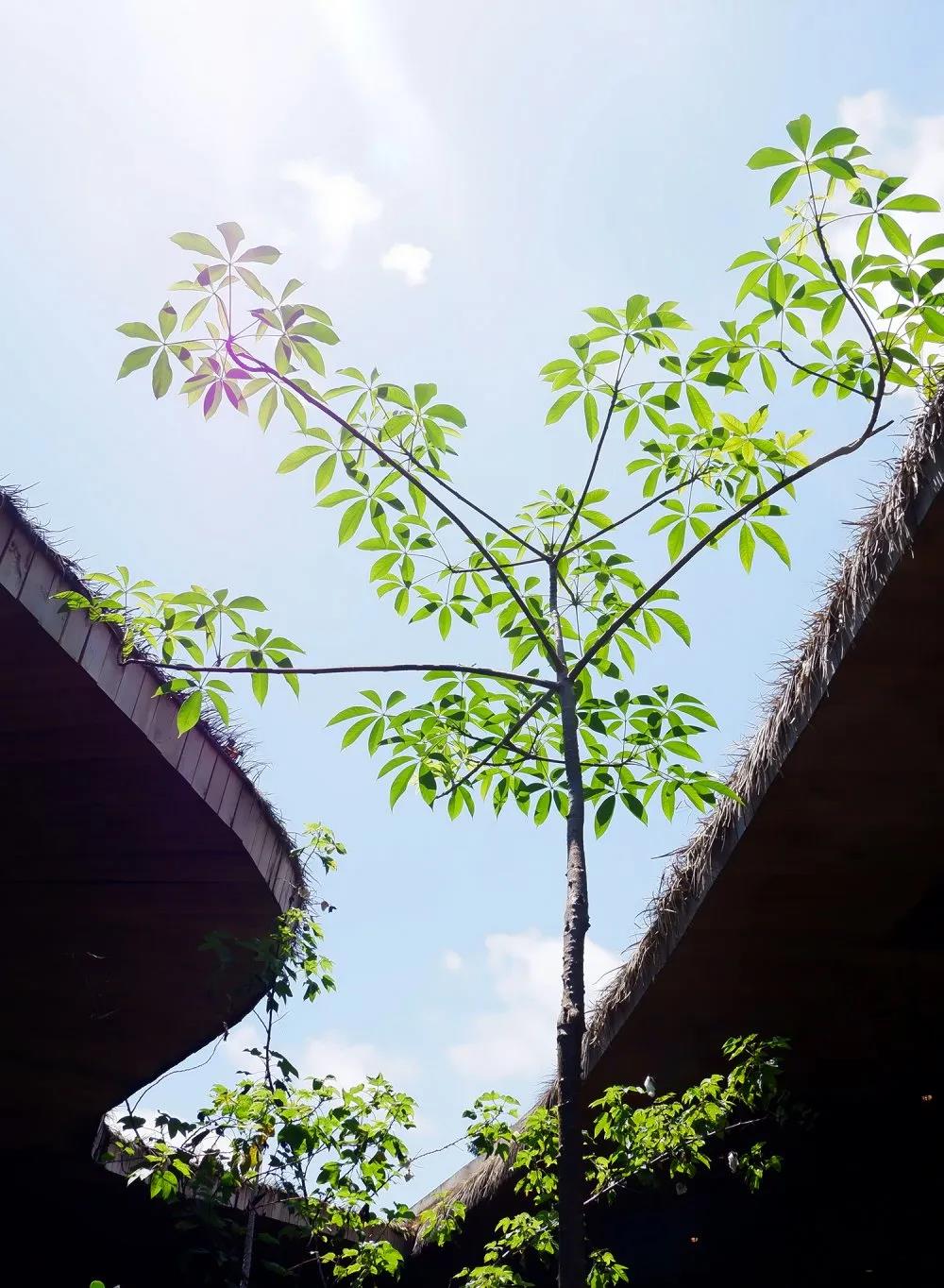  -jinnianhui | jinnian
